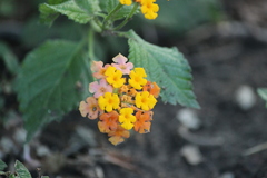 Lantana
