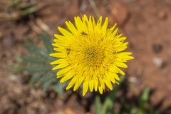Berkheya carlinopsis