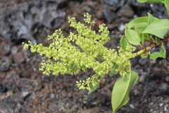 Rumex skottsbergii
