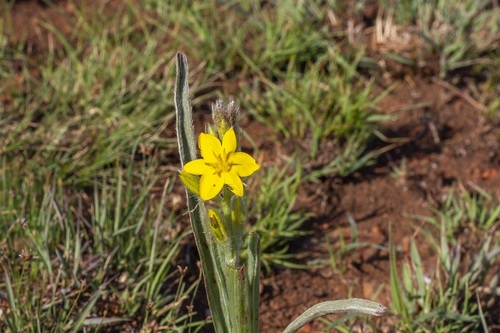 Silver-leaved star-flower (Hypoxis rigidula)