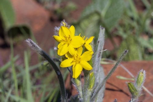 Silver-leaved star-flower (Hypoxis rigidula)
