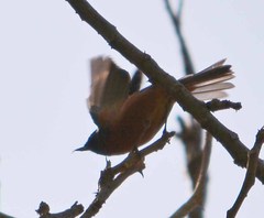 Diglossa baritula