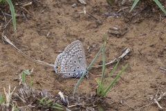 Lepidochrysops patricia