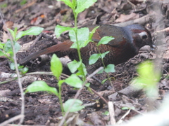 Pteroptochos castaneus