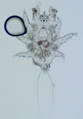 Myobiidae