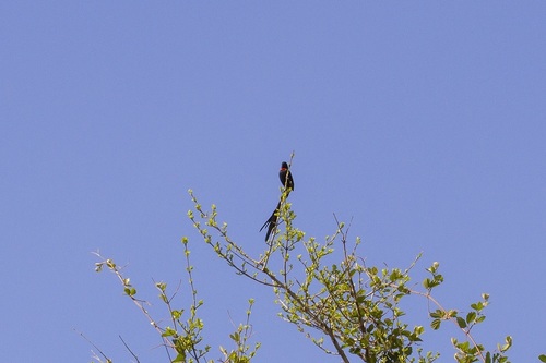 Red-collared Widowbird (Euplectes ardens), photo 7
