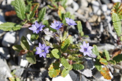 Gentiana prostrata