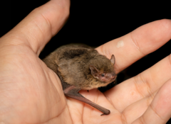 Pipistrellus abramus