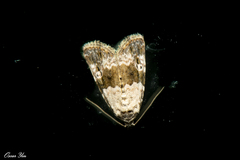 Maliattha signifera