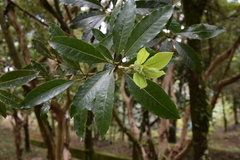 Pittosporum undulatum