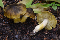 Tricholoma