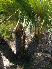 Chamaerops humilis