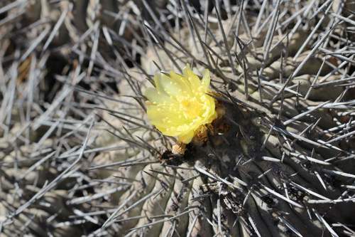 Copiapoa malletiana