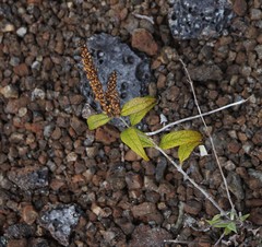 Buddleja asiatica, recorded fruiting