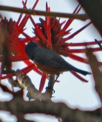 Diglossa baritula