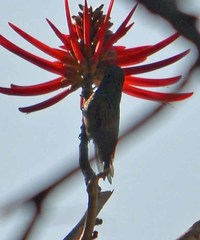 Saucerottia beryllina