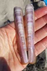 Ensis minor