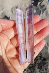 Ensis minor