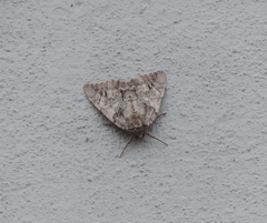 Catocala habilis