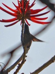 Saucerottia beryllina