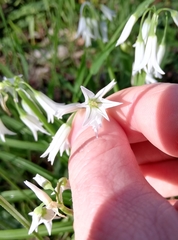 Allium triquetrum