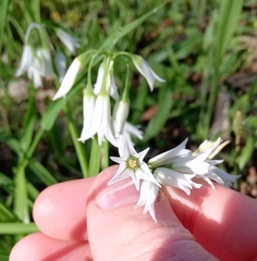 Allium triquetrum