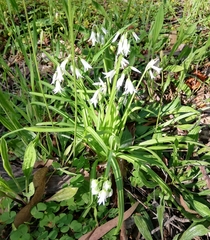 Allium triquetrum