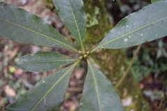 Pittosporum undulatum