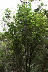 Pittosporum undulatum