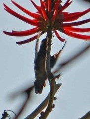 Saucerottia beryllina
