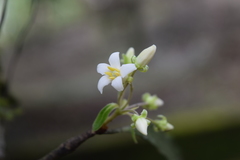 Pittosporum undulatum
