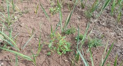 Chenopodium acuminatum