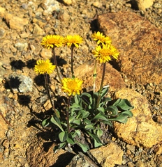 Erigeron aureus