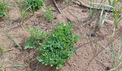 Thalictrum squarrosum