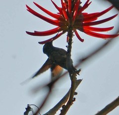 Saucerottia beryllina