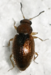 Melanophthalma