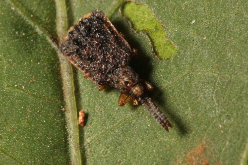 Oncocephala