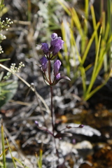 Gentianella propinqua