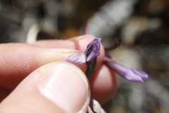 Gentianella propinqua