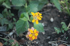 Lantana