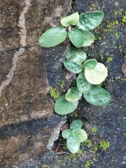 Psychotria serpens
