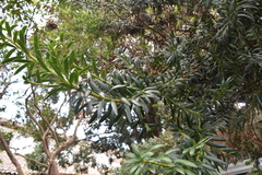 Podocarpus oleifolius
