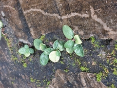 Psychotria serpens