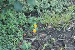 Lantana