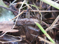 Loxoblemmus sylvestris