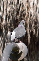 Columba livia