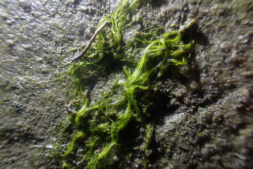 Image of Ulva compressa by (c) Javier, some rights reserved (CC BY)
