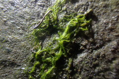 Ulva compressa