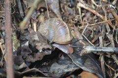 Cyclophorus semisulcatus