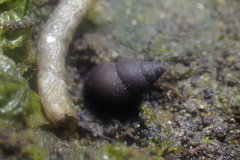 Potamopyrgus estuarinus